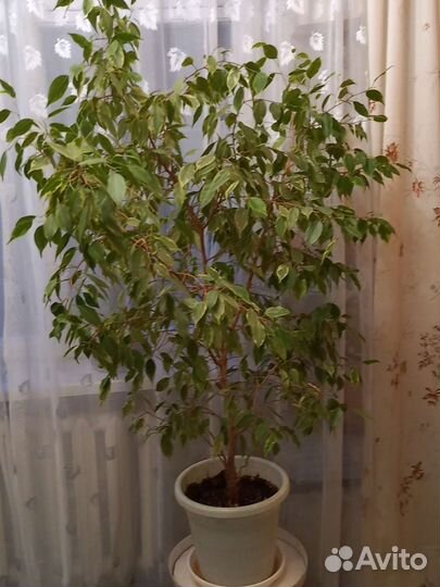 Фикус бенджамина 130 см