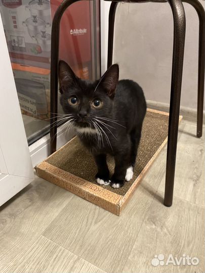 Кошка бесплатно