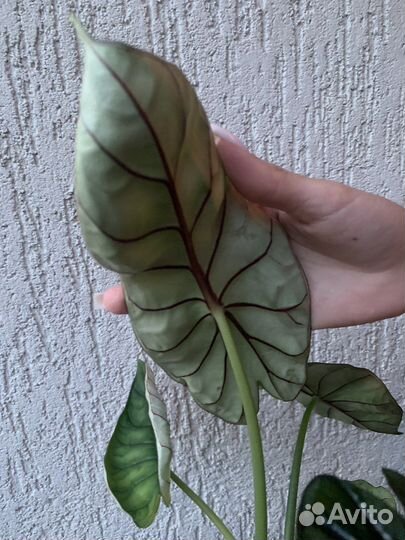 Алоказия (Шкура дракона) Dragon Scale