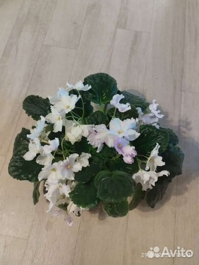 Цветущая сенполия фиалка