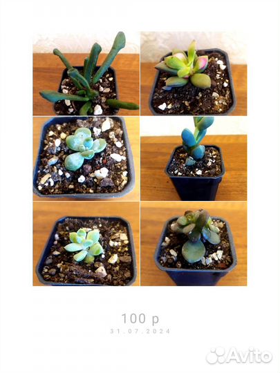 Суккуленты : эхиверия, седум, крассула, рипсалис