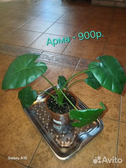Алоказия Арма
