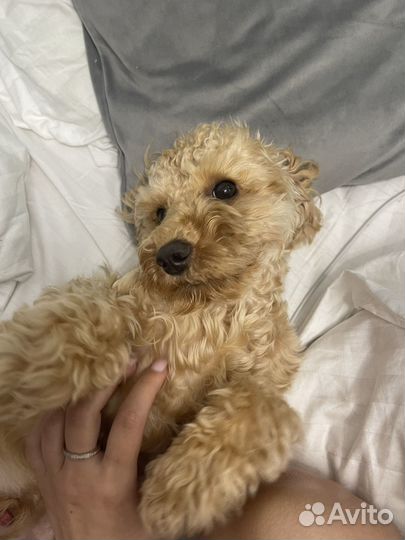 Собака мальтипу