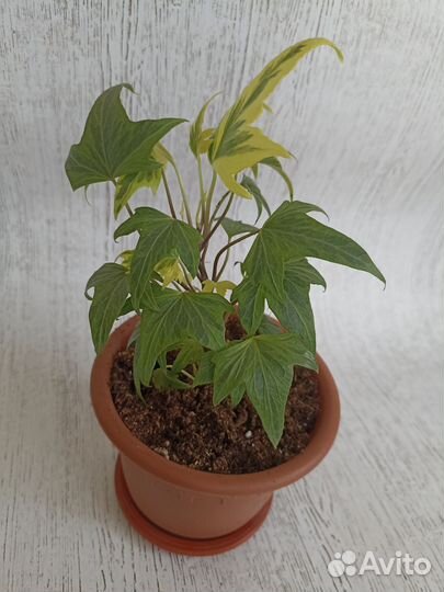 Плющ хедера