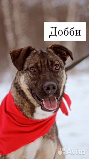 Собака красавец в добрые руки отдам