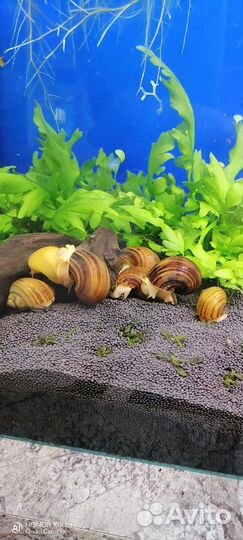 Улитки ампулярии