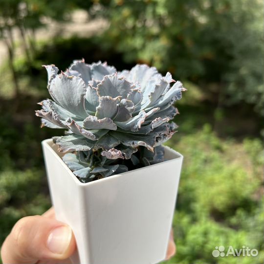 Echeveria Эхеверия