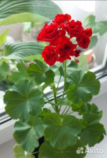 Пеларгония герань розебудная красная