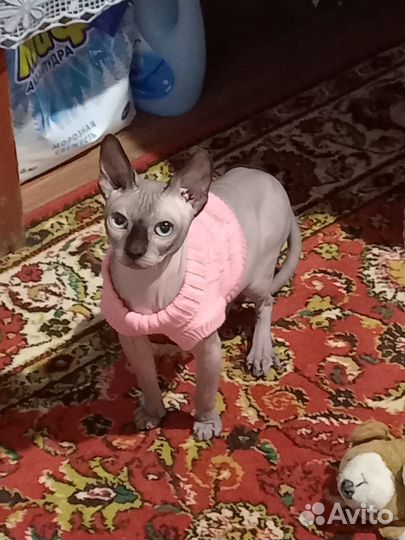 Одежда для хвостиков