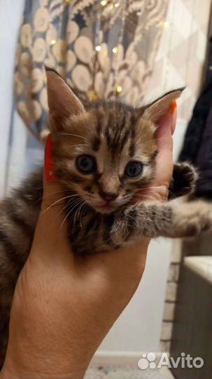 Кошки бесплатно