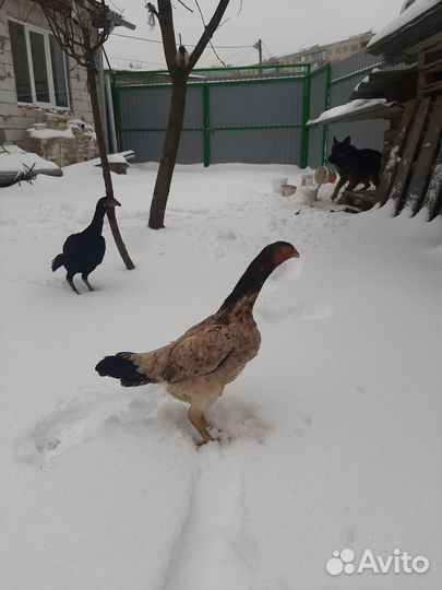 Бойцовский петух