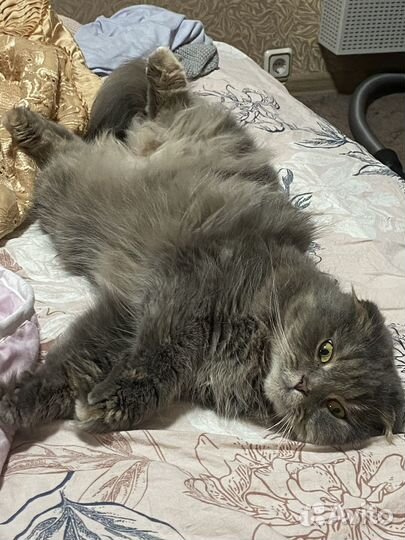 Кошка вислоухая