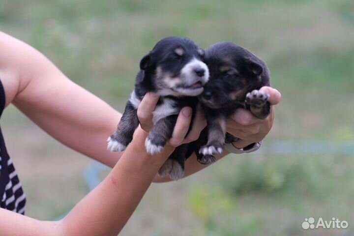 Щенки от Австралийской овчарки