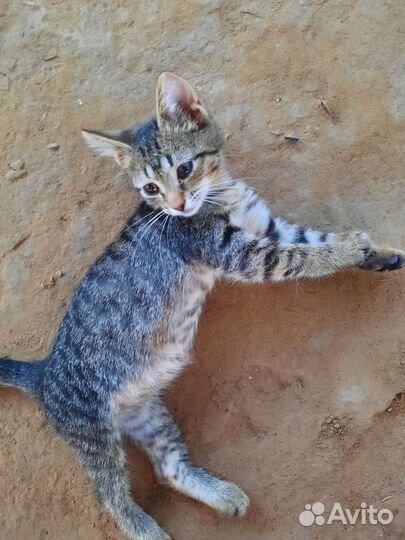 Кошечка в добрые руки