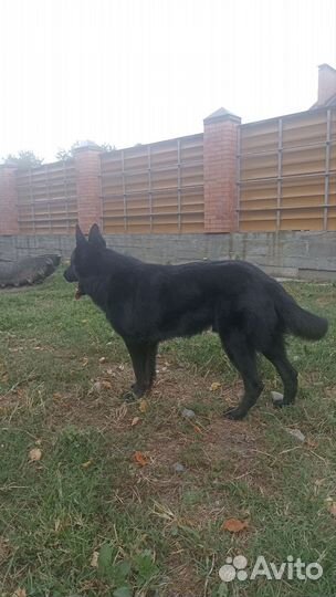 Восточно-европейская овчарка