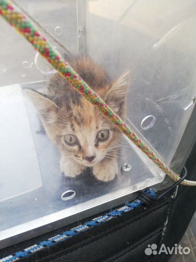 Котоловка в аренду