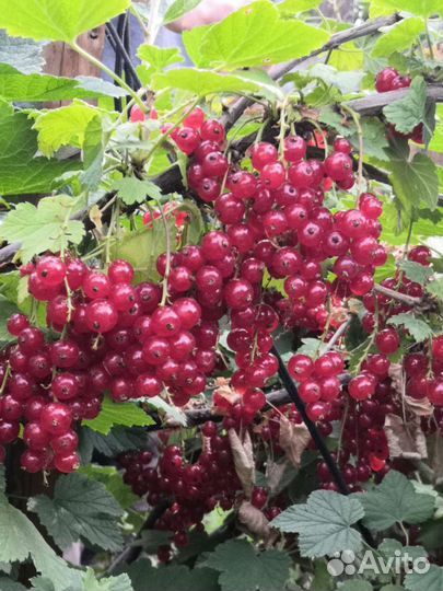 Саженцы малины, смородины