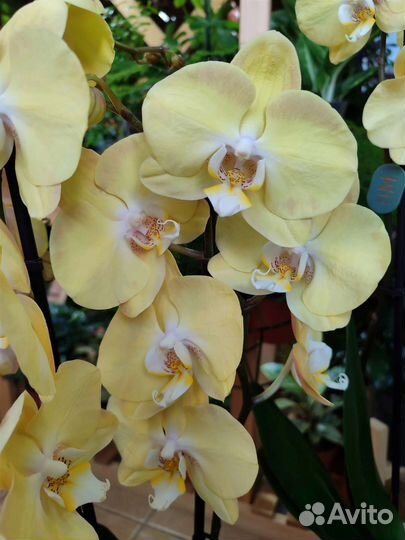 Жёлтая орхидея фаленопсис