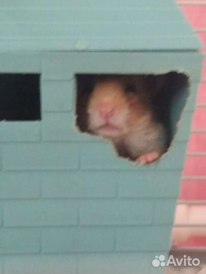 Сирийские хомячки