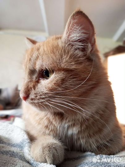 Рыжий котик ищет добрые ручки