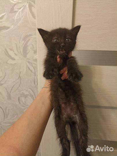 Черный котенок