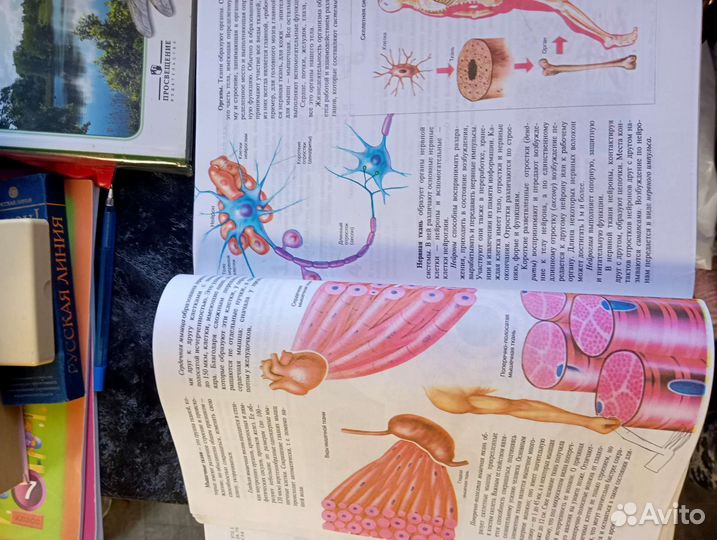 Энциклопедии, учебники