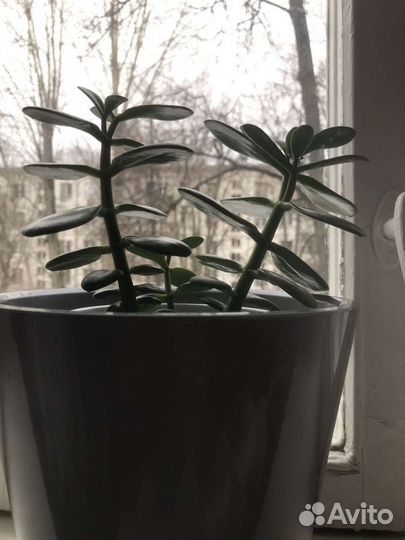 Толстянка (денежное дерево)