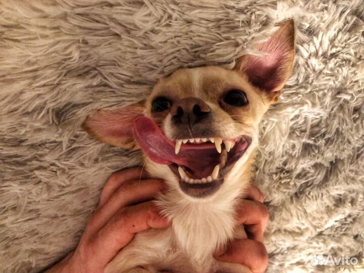 Чихуахуа ищет подружку