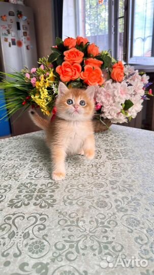 Золотая британская шиншилла