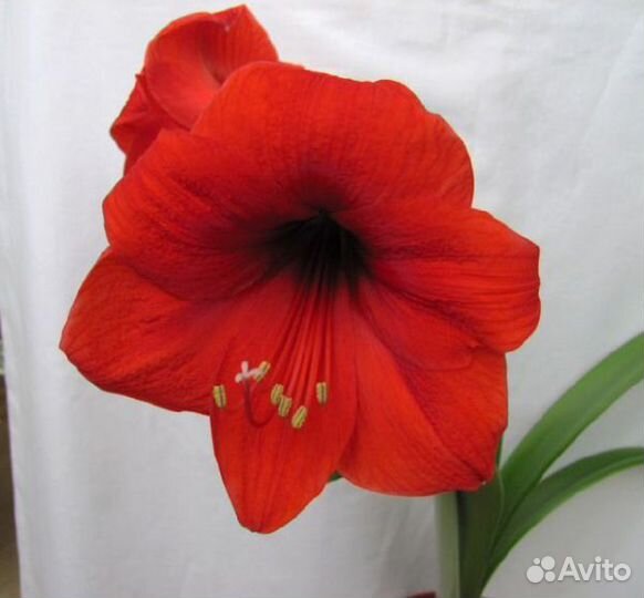 Гиппиаструм