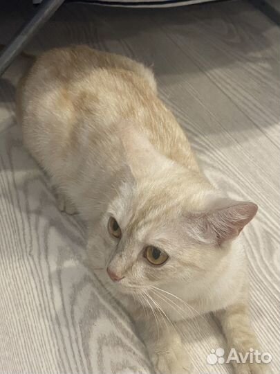 Красавица кошка