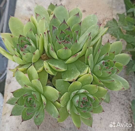 Суккуленты