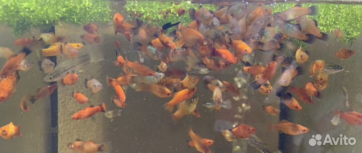 Аквариумные рыбки