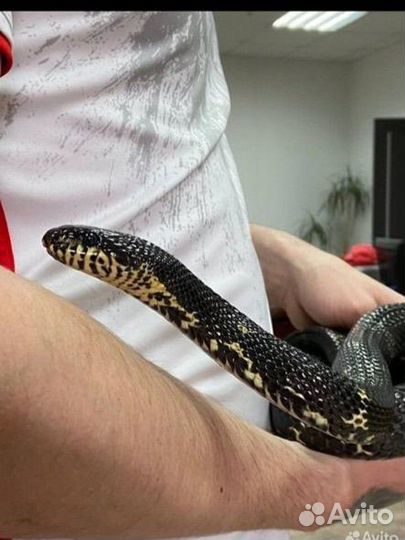 Амурский полоз