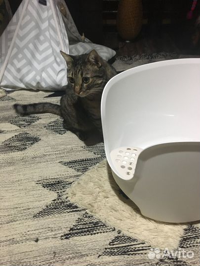 Лоток для кошек большой