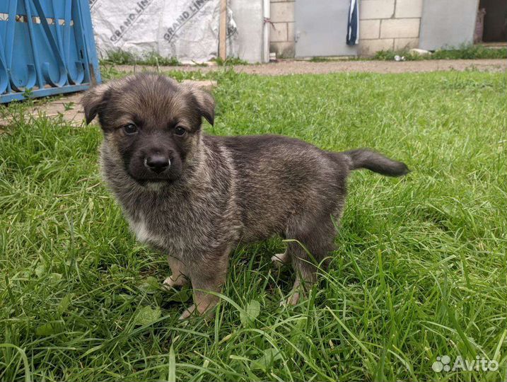 Щенки в добрые руки