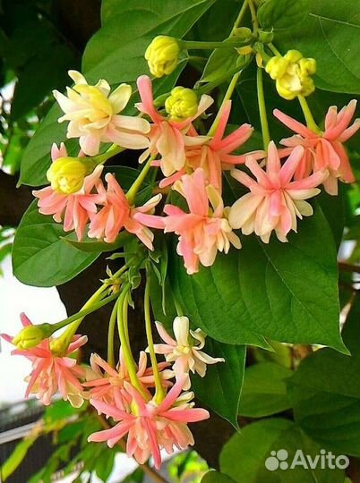 Петровитекс Квисквалис Фагрея Мандевилла. Экзоты