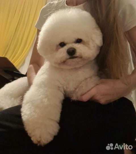 Вязка Бишон фризе