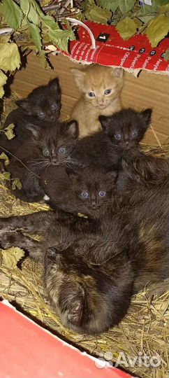 Котята в добрые руки