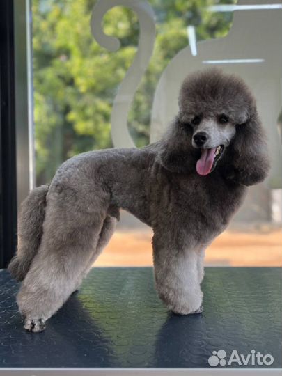 Груминг собак и кошек