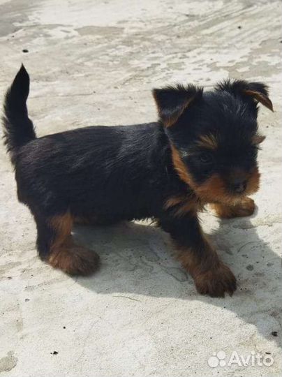 Йоркширский терьер мини