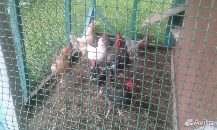 Куры несушки