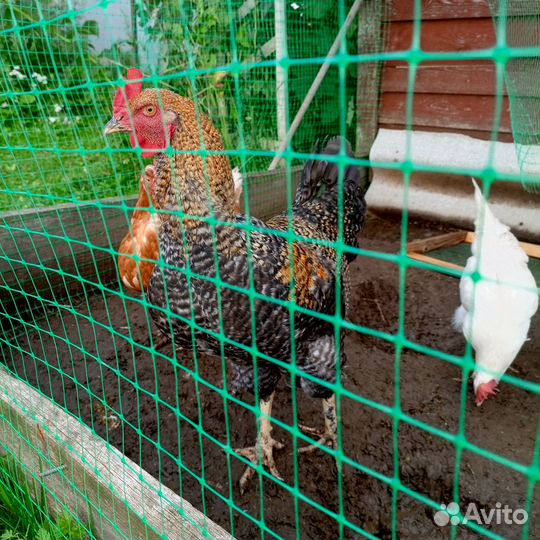 Петух породы Билефельдер