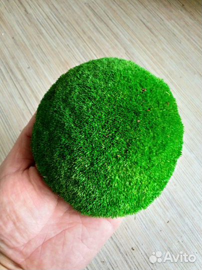 Мох Кочка Европейская