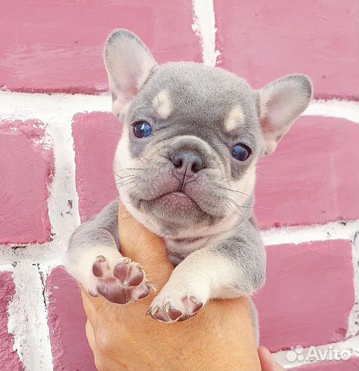 Лиловые французы