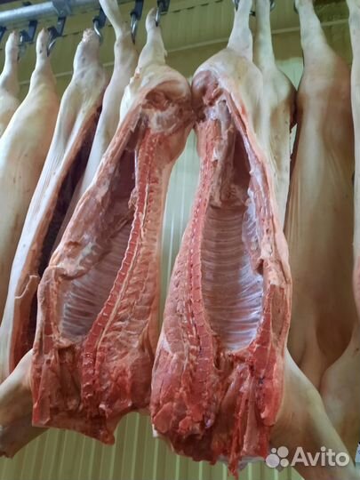 Свинина, говядина (быки, коровы) в тушах и п/т