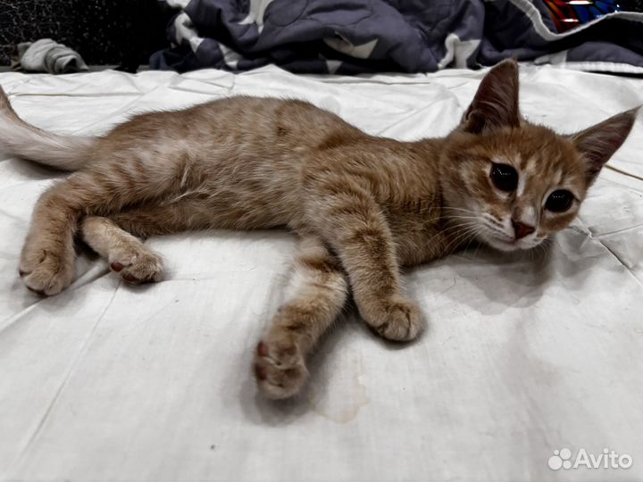 Отдам кота в добрые руки