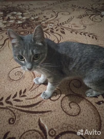 Кошка в дар