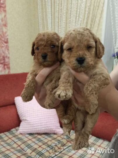 Щенки той пуделя