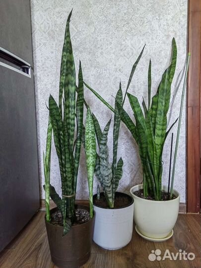 Сансевиерия, нефролепсис, толстянка